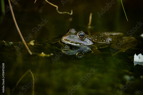 Seefrosch © O.Godless