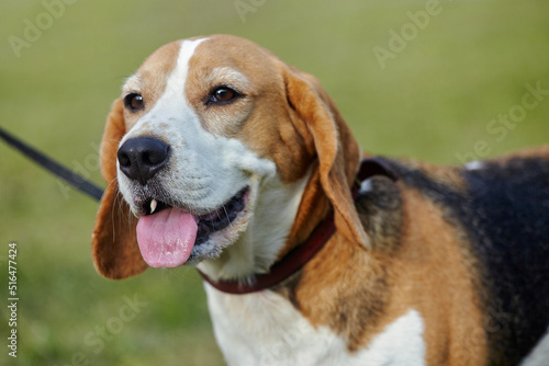 charming beagle dog on the street in summer