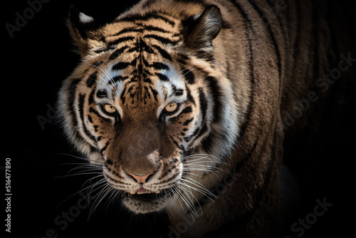 Tiger mit Blick nach vorne vor schwarzen Hintergrund