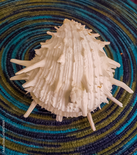 Beautiful natural Spondylus shell decoration on a round blue placemat, on a table.