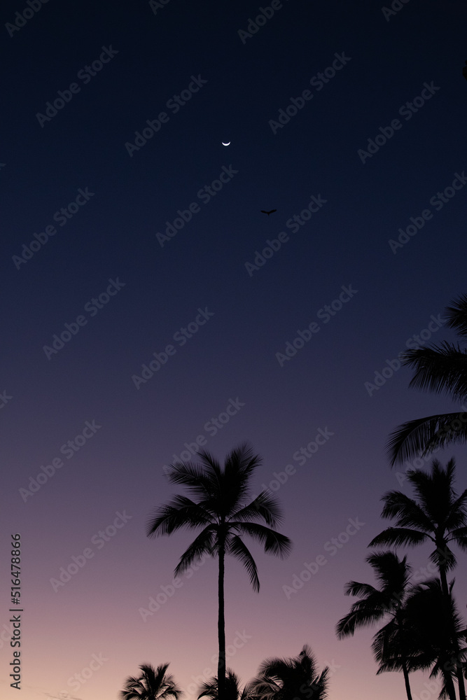 palm trees at night