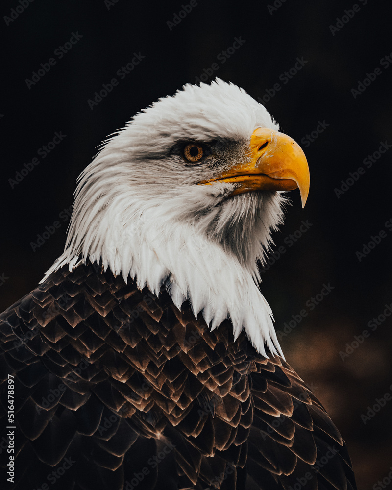 Fototapeta premium portrait of a eagle