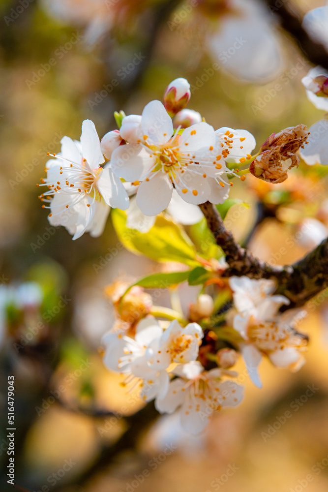 close-up photograph of several flowers of a plum tree hanging on a branch on a brown background in summer