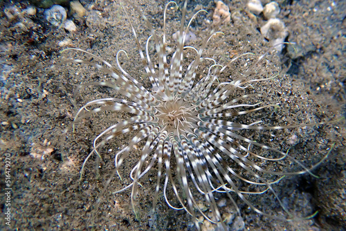 Coloured tube sea anemone - Cerianthus membranaceus
 photo