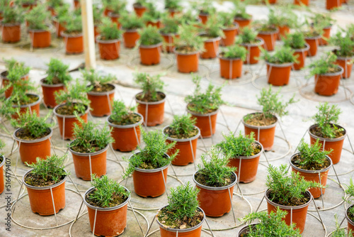 Rows of rosemary growing in pots in a greenhouse