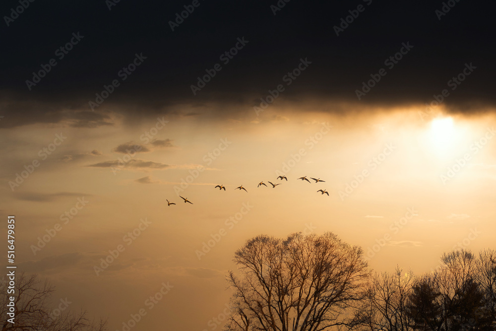 sunset with birds silhouette