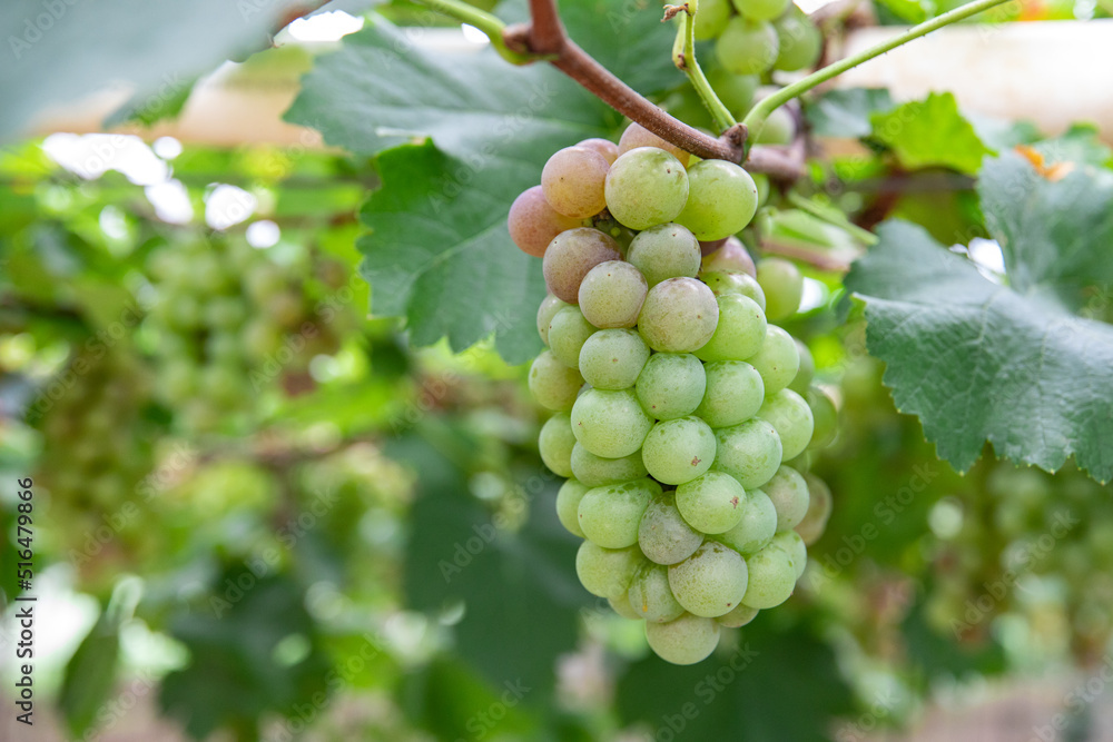 Fresh grapes ripe for picking in a grape shed Fresh grapes ripe for picking in a grape shed