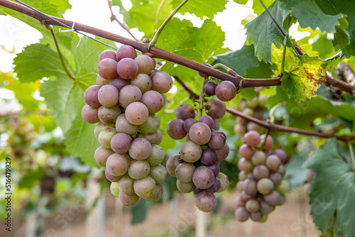 Fresh grapes ripe for picking in a grape shed