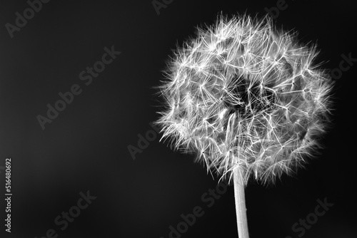 Black and White Photo of a Dandelion Flower Head  Taraxacum officinale 