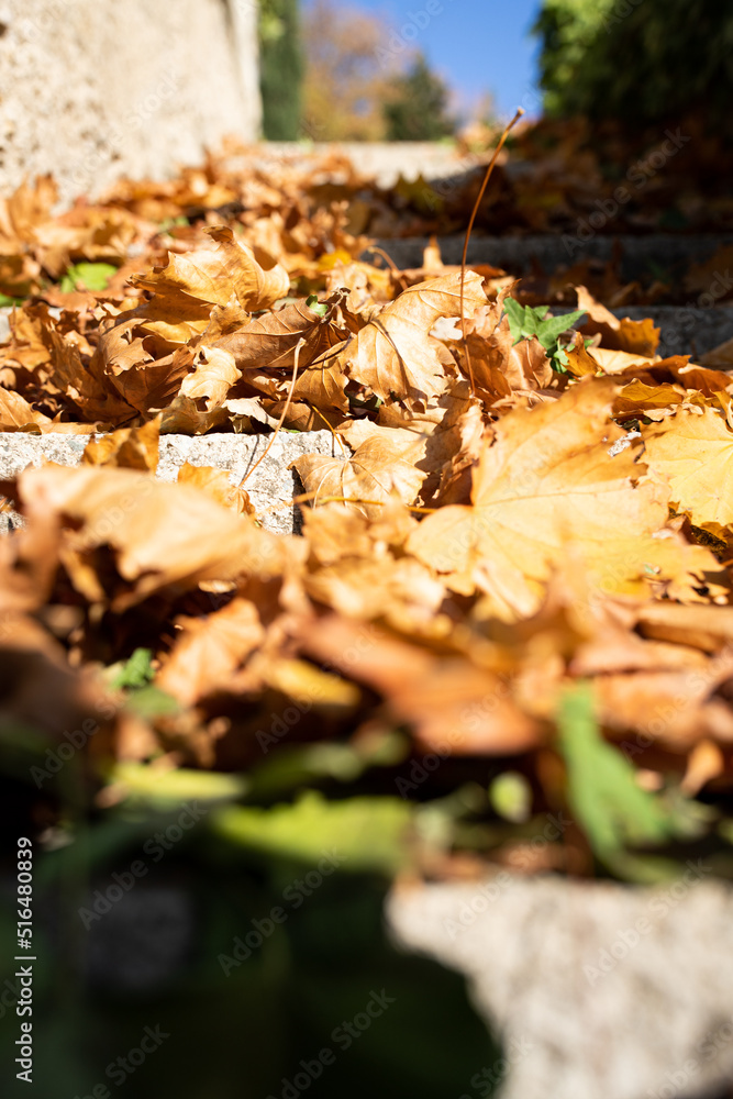 Macro photo of autumn leaves on a stone staircase. Autumn photos, bright colors. Vertical photo.