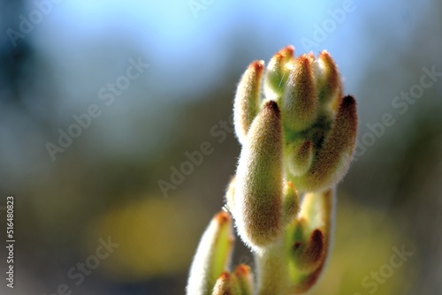 Fuzzy succulent flower bud in sunlight
(Kalanchoe tomentosa) photo