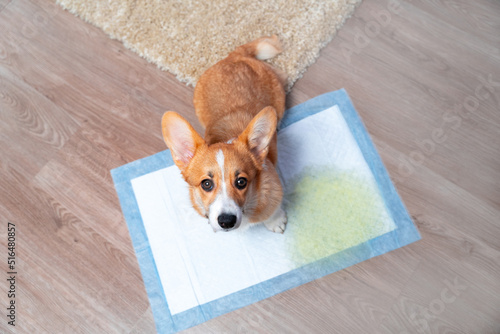 Obraz na plátne Beautiful Welsh corgi Pembroke or cardigan dog with a guilty look, because he could not wait for a walk and pissed on diaper at home, top view