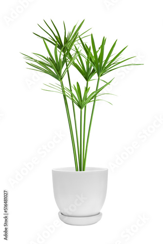 green plants in pots of tropical plants isolated on a white background clipping path