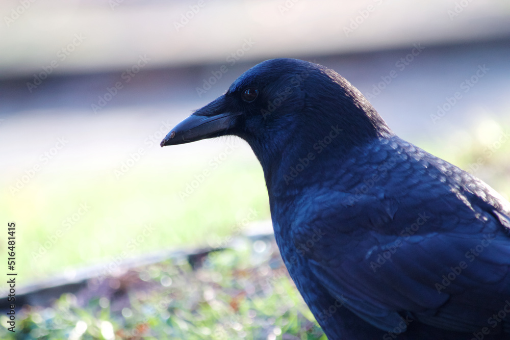 Naklejka premium Crow Close-up