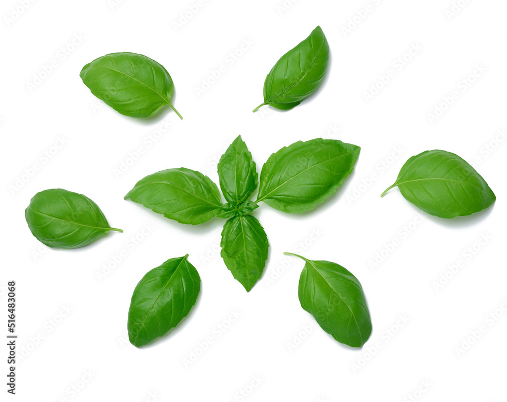 Various green basil leaves isolated on white background Various green basil leaves isolated on white background