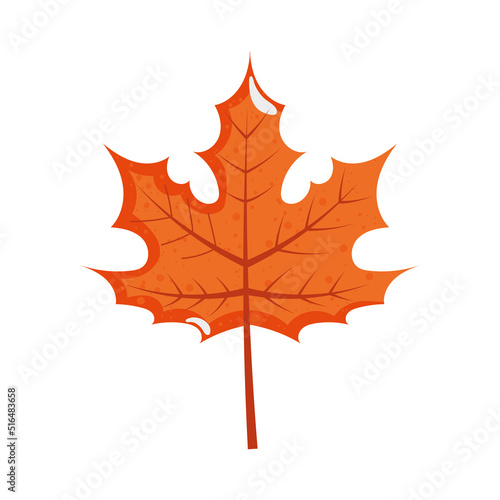 maple leaf illustration