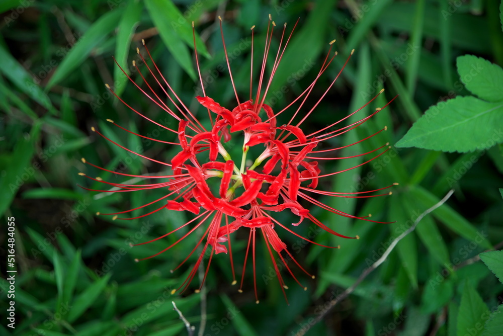 秋　彼岸花　立体　2020