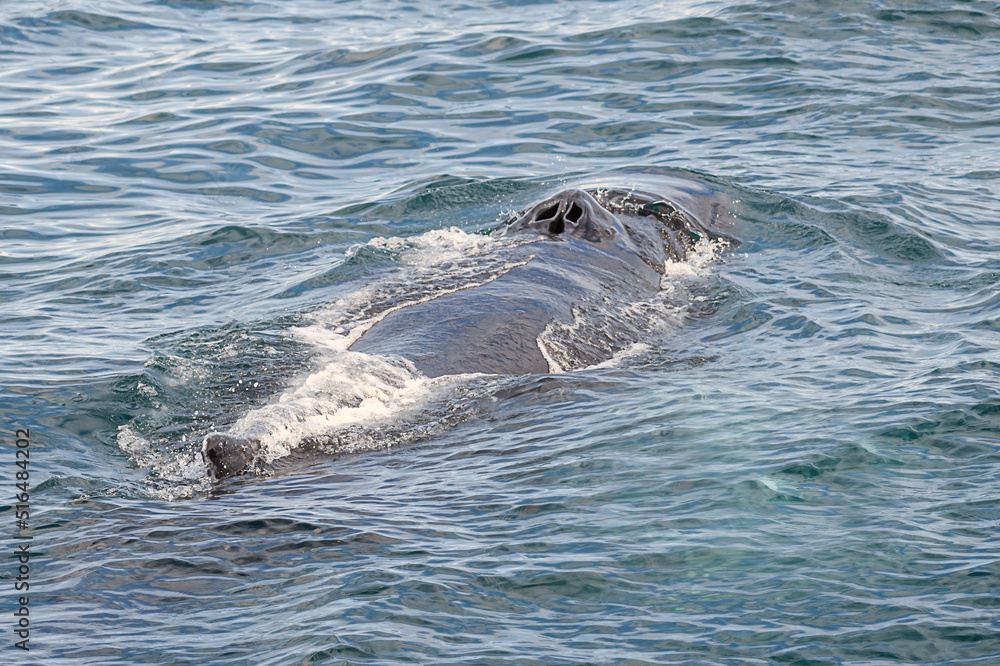 Fototapeta premium Humpback whale body out of water, with blowholes 
