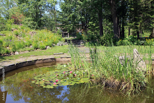 Pond with blooming lotuses