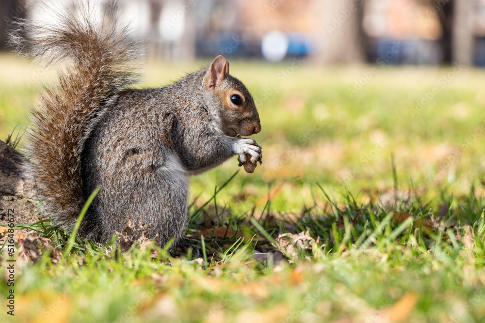 squirrel in the park eating a nut squirrel in the park eating a nut