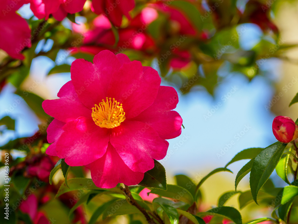 Obraz premium 寒椿の花