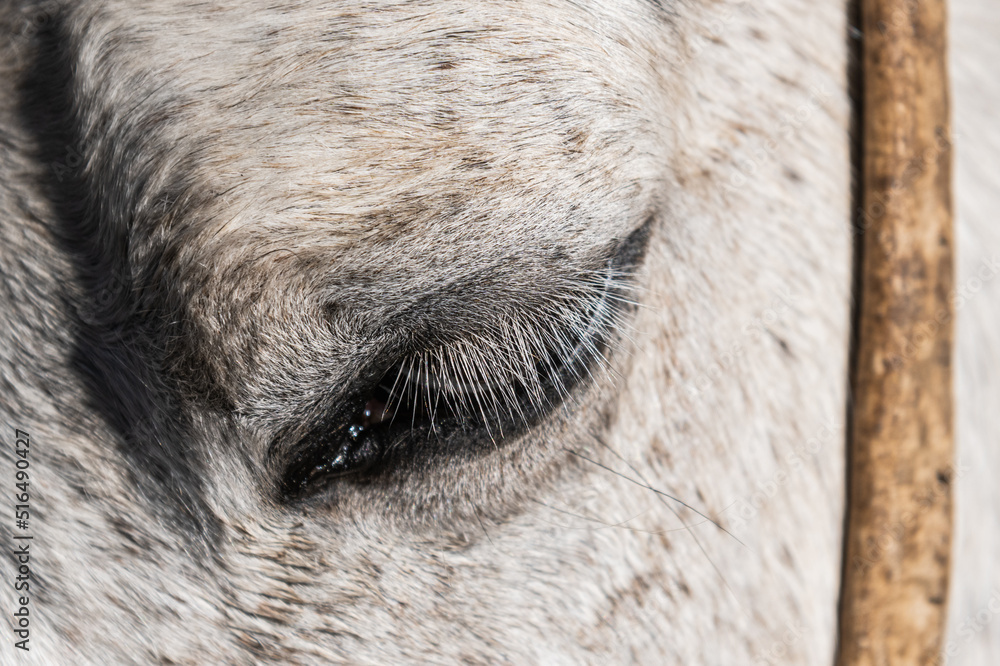 Fototapeta premium macro close-up of horse in field