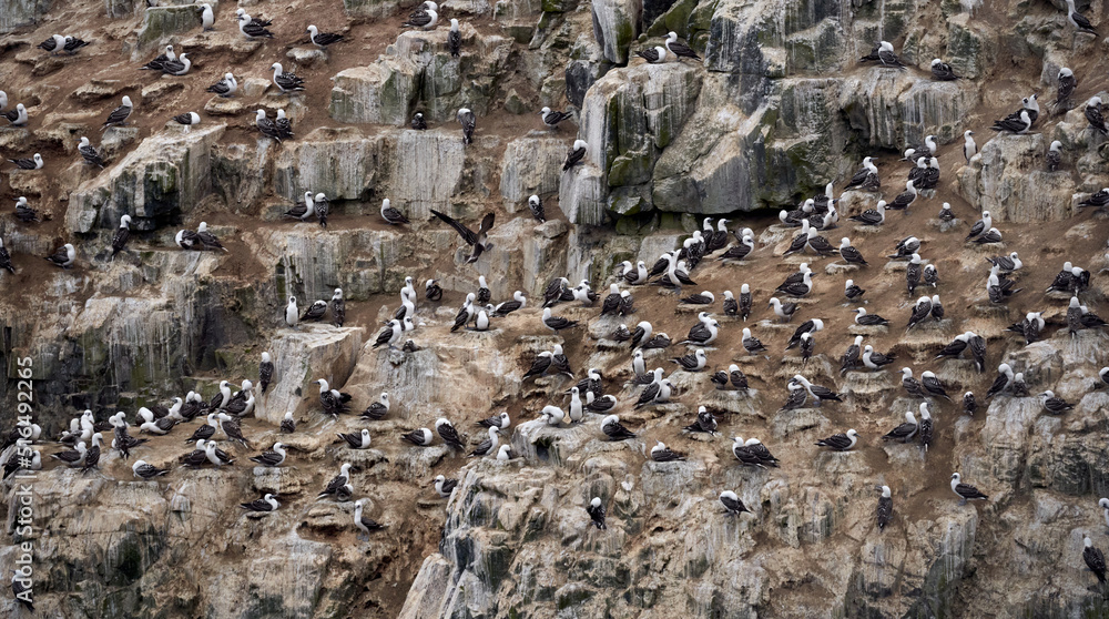 Fototapeta premium Birds in Chilean Sea