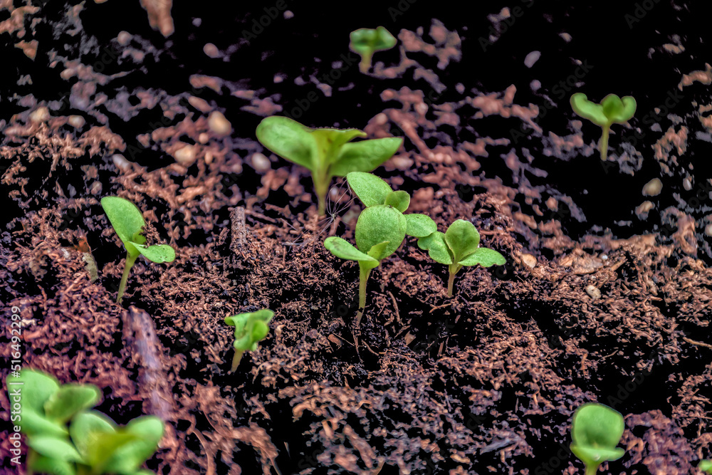 Leaf lettuce seedlings growing in peat moss.
