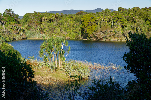Cabbage trees at Kaihoka Lakes, Golden Bay, Aotearoa / New Zealand.