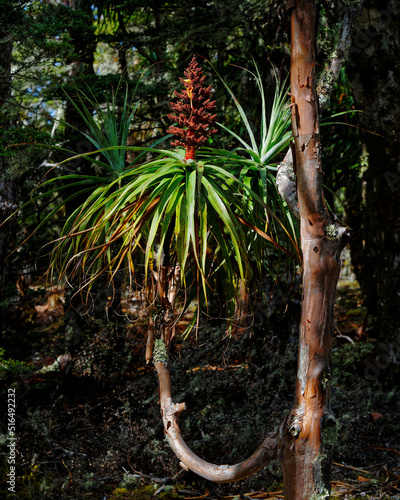 Dracophyllum tree in flower, Kahurangi National Park, Aotearoa / New Zealand. photo