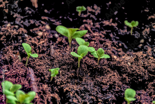 Obraz na płótnie Leaf lettuce seedlings growing in peat moss. w salonie