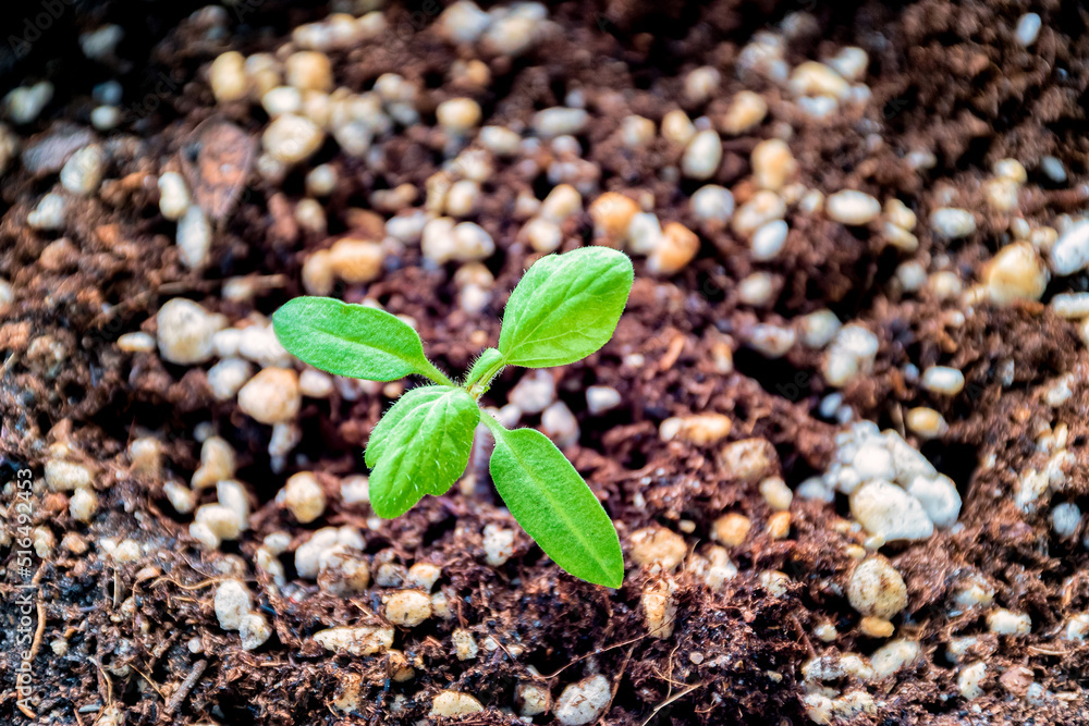 Looking down at a tomato plant seedling.