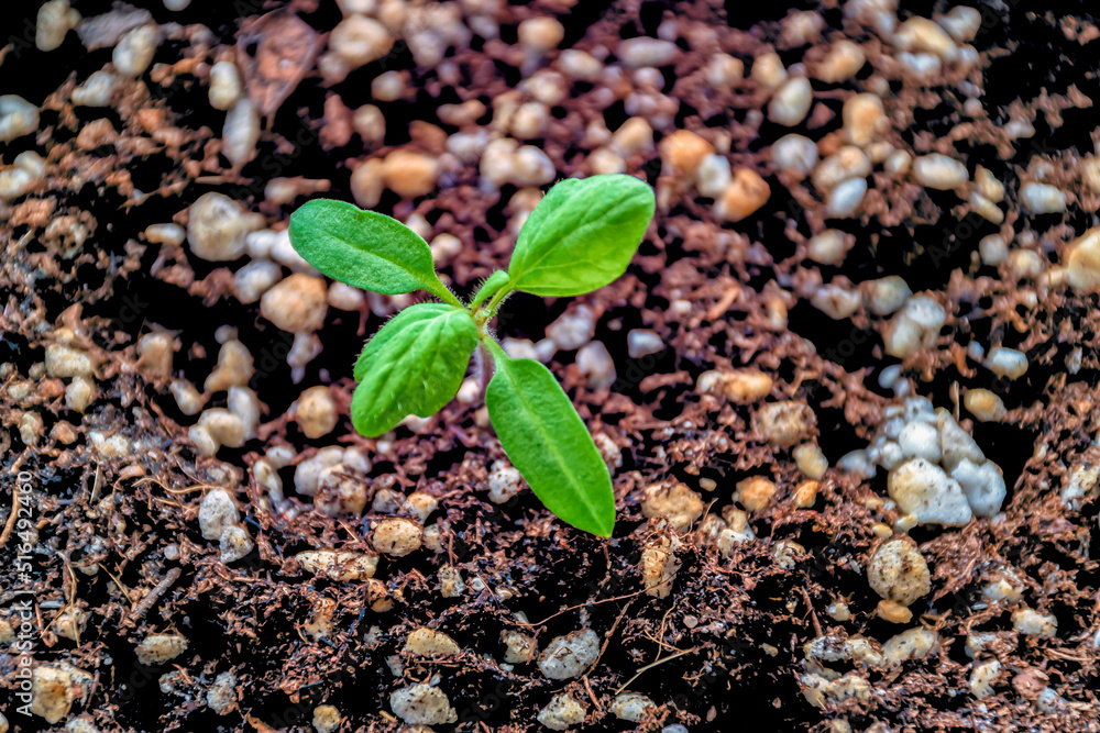 Looking down at a tomato plant seedling.