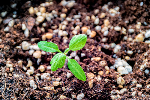Obraz na płótnie Looking down at a tomato plant seedling. w salonie
