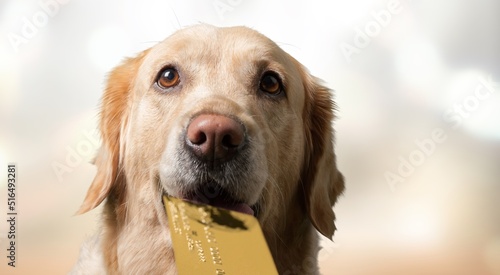 Cute puppy dog holding bank credit card in mouth, waiting online sale. Shopping investment banking finance concept