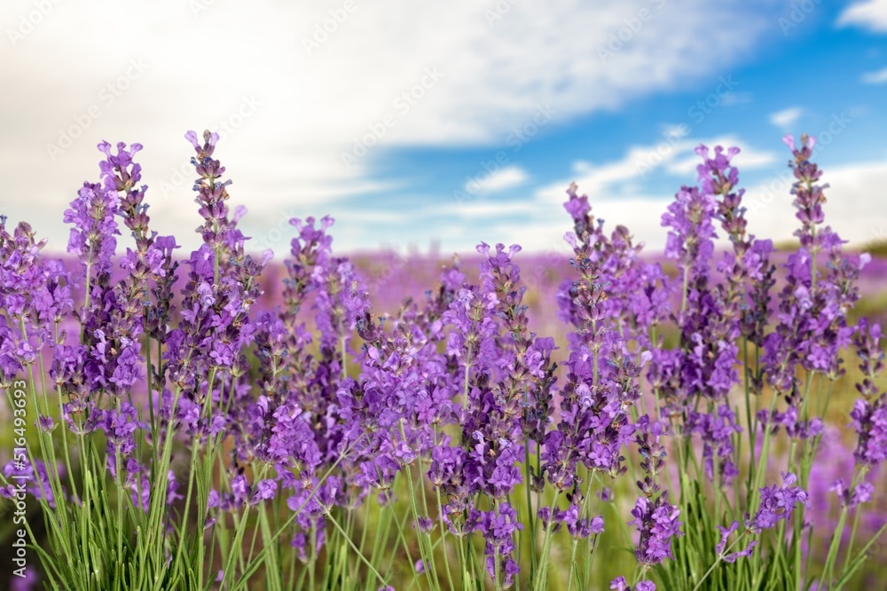 Obraz premium Beautiful fresh growing wild flowers