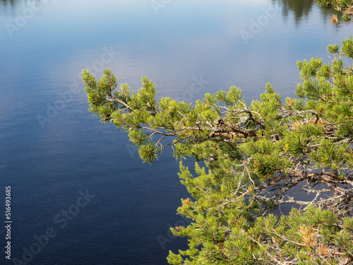 pine branches on a background of water