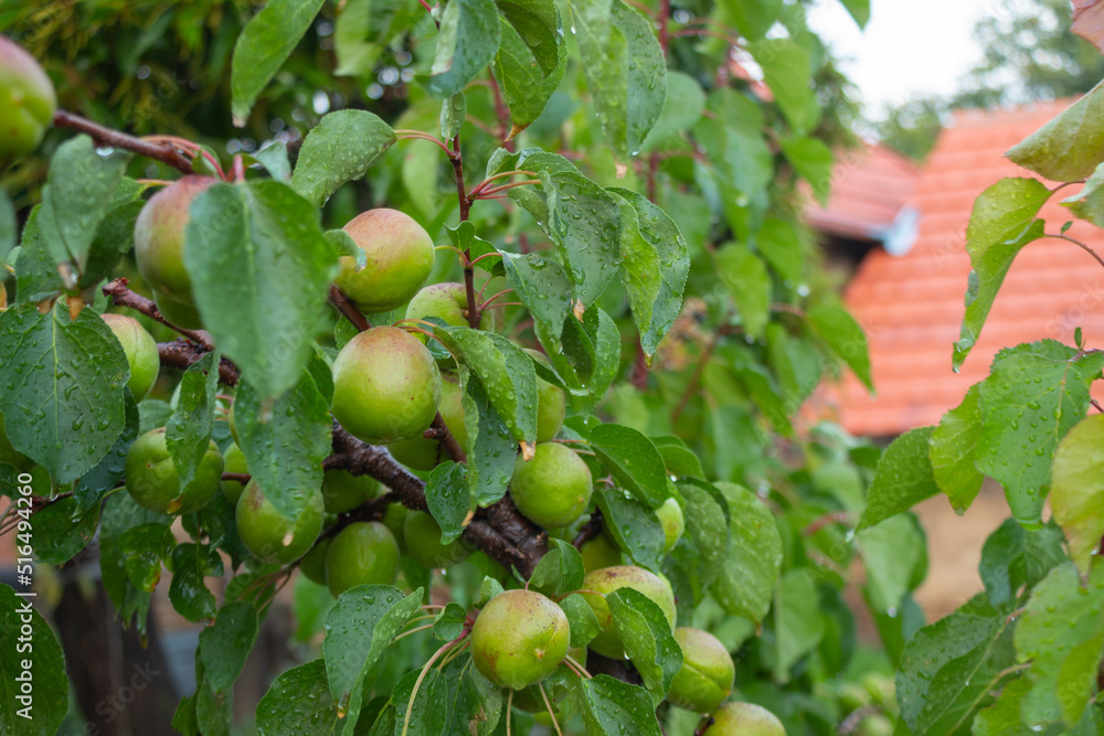 Obraz premium Green apricots on a lovely rainy day. Minimal nature concept.