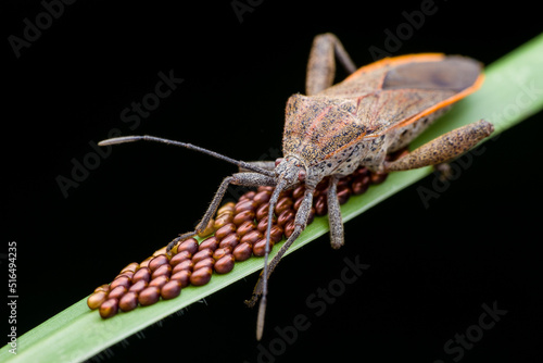 insect mom with her eggs 