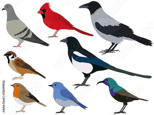 Common birds types collection vector illustration