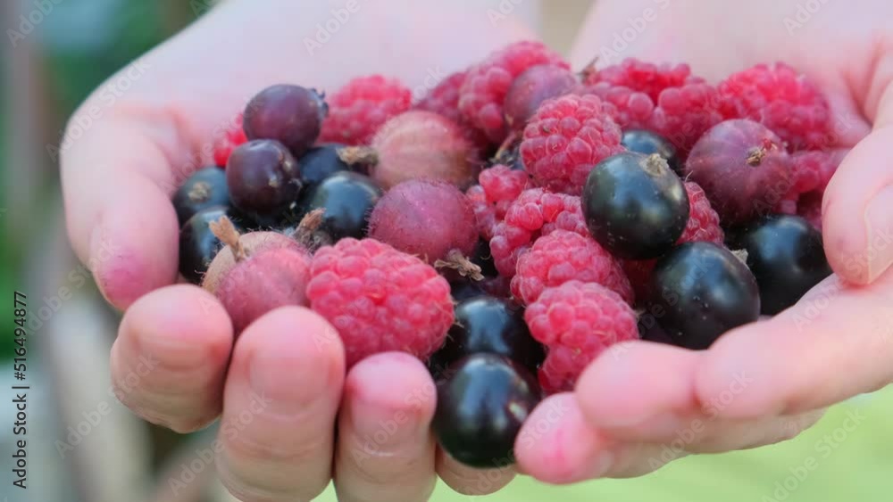 Close-up of fresh summer berries in woman's palms. Fingers touch ripe berries. Summer organic dieting concept. Close-up of fresh summer berries in woman's palms. Fingers touch ripe berries. Summer organic dieting concept.