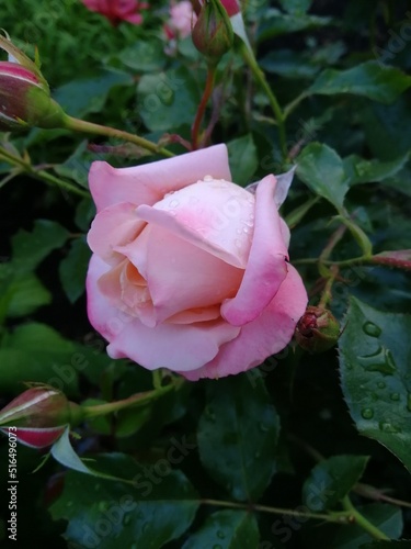 pink rose in the garden