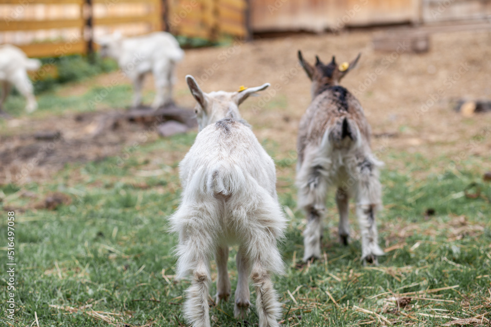 Two white little goats play with each other on the farm. Breeding goats and sheep. Housekeeping. Cute with funny. Two white little goats play with each other on the farm. Breeding goats and sheep. Housekeeping. Cute with funny.