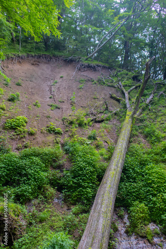 山の地滑りで木が倒れた跡の風景