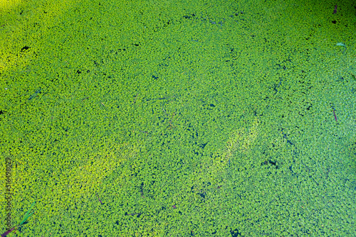 蓮の池の緑が美しい浮草