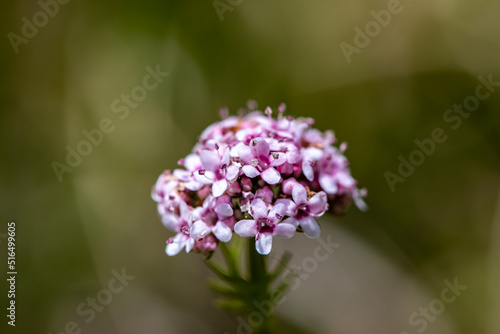Valeriana dioica in meadow, close up shoot	