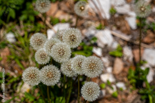 Taraxacum officinale growing in meadow  close up 