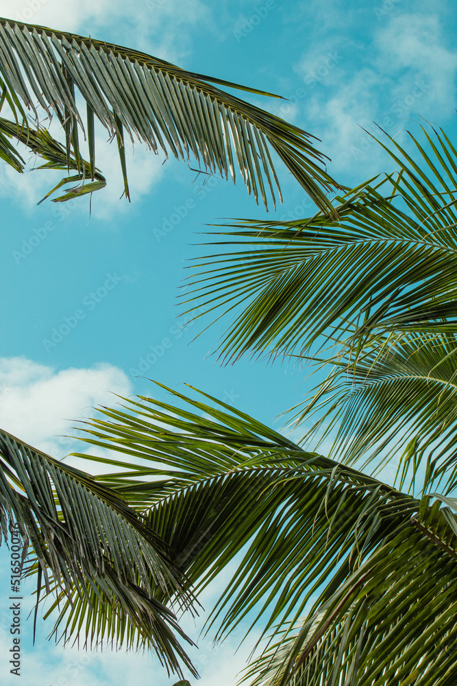 Palm Tree Leaves  