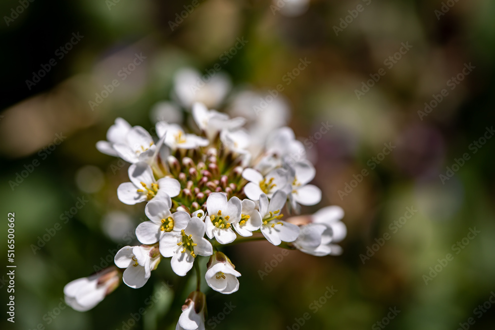 Noccaea montana growing in meadow Noccaea montana growing in meadow