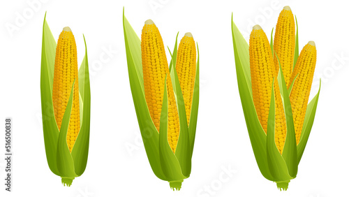 Set of ripe corn cobs with golden grains and green leaves isolated on white background. Design elements.